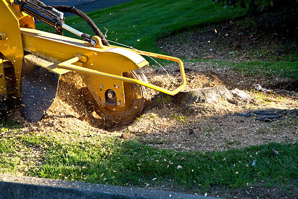 The Steps Involved in Our Tree Care Process in Sparta, MI